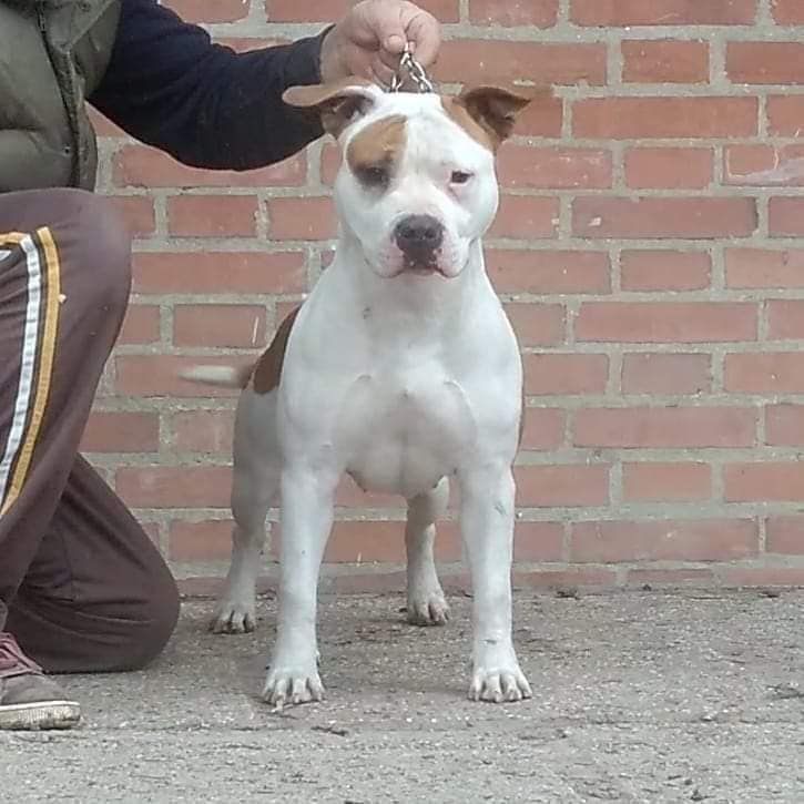 Triskell ast Cherokee Amstaff femmina in standard morfologico FCI