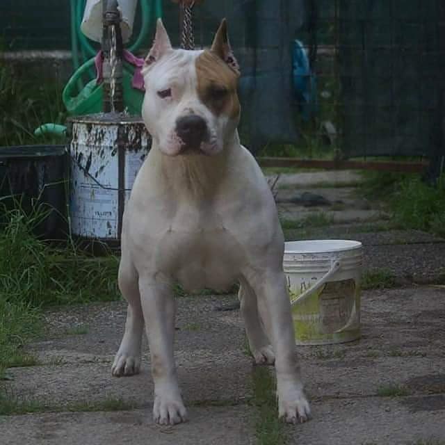 femmina di amstaff una perfetta idea di amstaff potente e bello. soggetto femminile