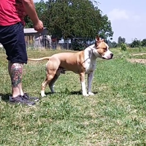 Etna Allevamento Amstaff Triskell Ast Allevamento Cuccioli