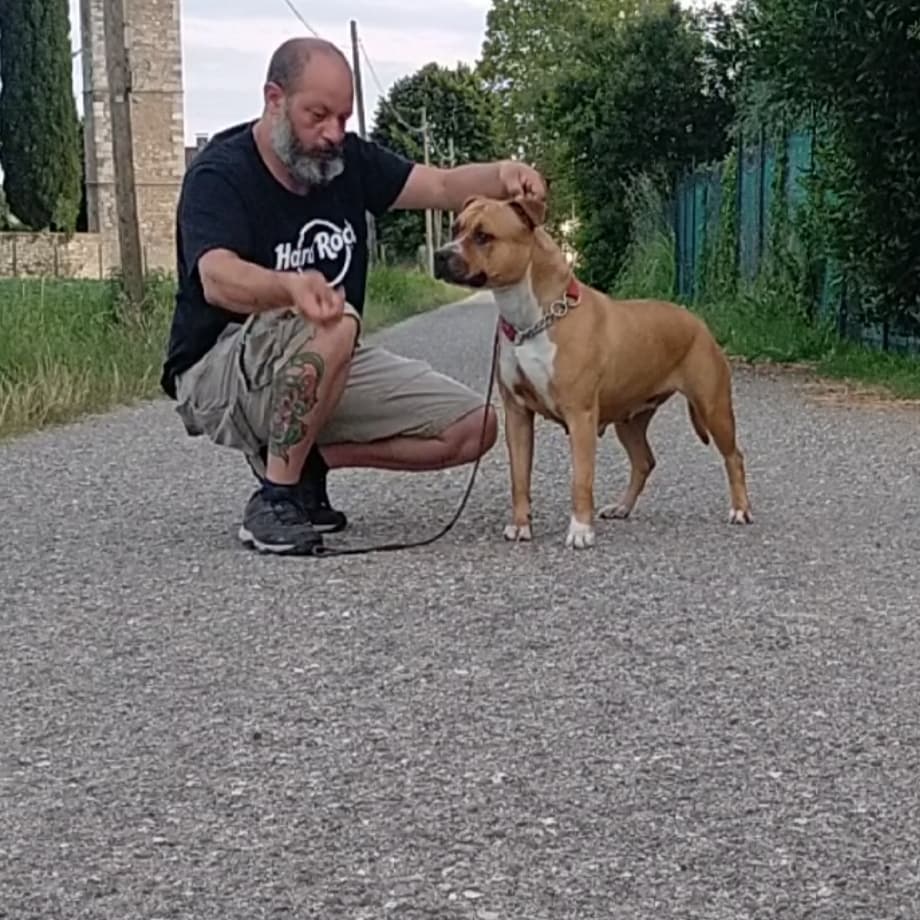 femmina amstaff fulva American Staffordshire Terrier, femmina dell’allevamento Triskell Ast.