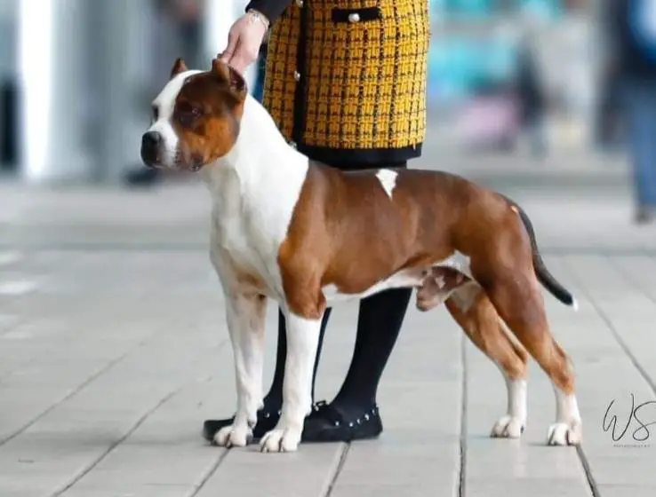 Pasiro gigiotto Pasiro gigiotto figotto