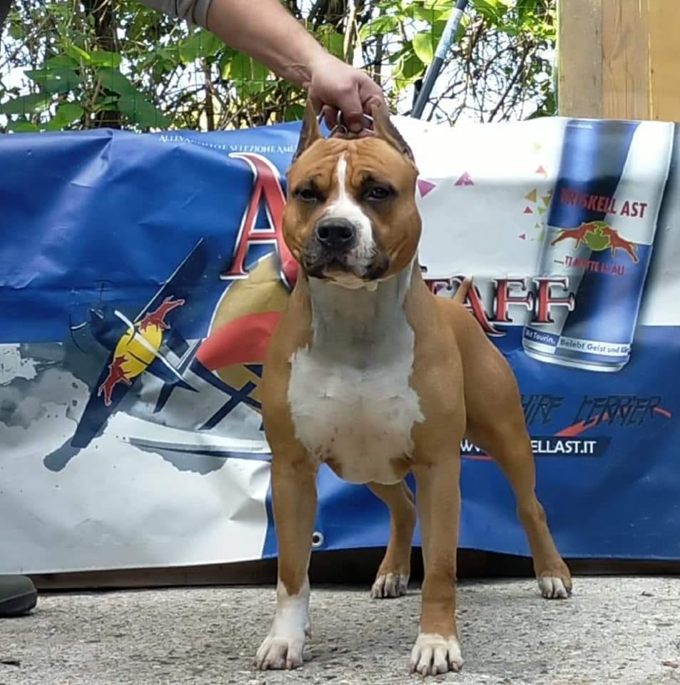 Triskell Ast El Diablo Rio Triskell Ast El Diablo stallone American Staffordshire Terrier
