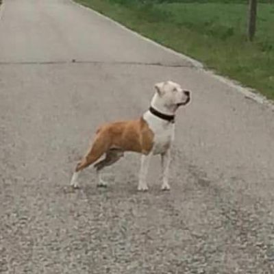 American Staffordshire Terrier maschio bianco fulvo Liuk in posizione da fermo su strada di campagna