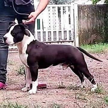 bel soggetto di american bianco e nero
