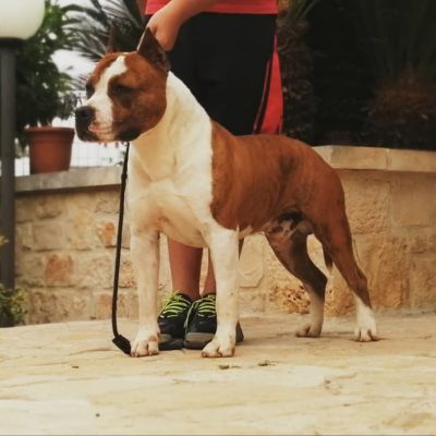 Maschio Amstaff Triskell Ast con struttura potente e testa tipica in posa laterale.