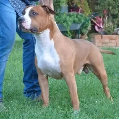 American Staffordshire Terrier maschio fulvo bianco Jeck in posizione espositiva su prato