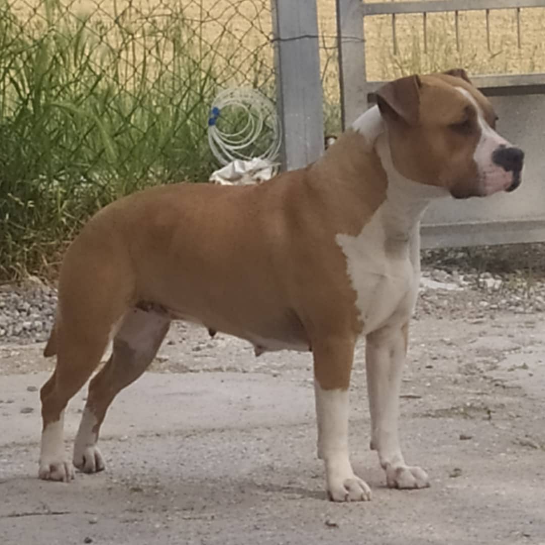 Triskell ast yzma Femmina di Amstaff Fulva
