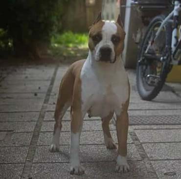 femmina veterano amstaff Ritratto di un cane anziano American Staffordshire Terrier, veterano dell’allevamento Triskell Ast.