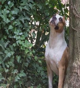 gravidanza isterica amstaff una fenmina di amstaff molto espressiva con sguardo rivolto in alto