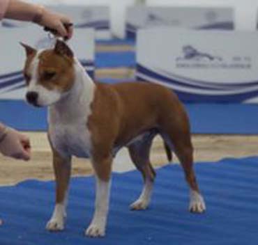 American Staffordshire Terrier femmina da show Yuma in expo sul tappeto blu