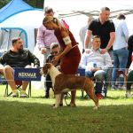 presentazione di un nostro maschio di american staffordshire terrier durante la major in slovenia