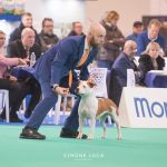 presentata da handler famoso femmina di amstaff già campionessa durante manifestazione in piemonte