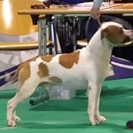 Soggetti esposizione amstaff qui un maschio pezzato vincitore di numerose manifestazioni cinofile