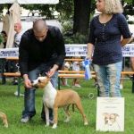 amico allevatore presenta una nostra fattrice che vinse la speciale amstaff con un famosissimo giudice