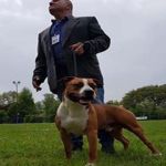 un nostro cliente presenta il suo bellissimo amstaff