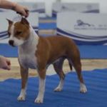 yuma è una campionessa di bellezza e si vede dall'espressione e dalla testa qui è presentata da handler professionista
