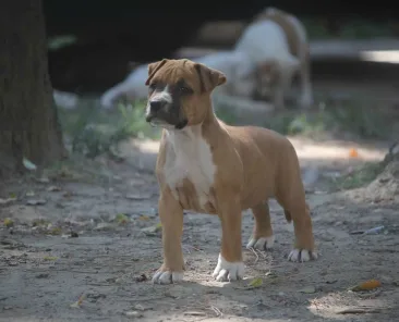 Cucciolo Amstaff nel cortile dell’allevamento Triskell Ast