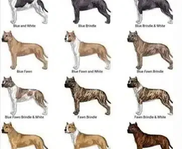 colorazioni amstaff