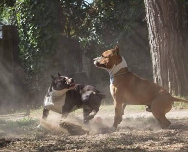 Aggressività intraspecifica nell'amstaff