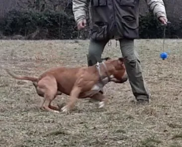 motivazione amstaff