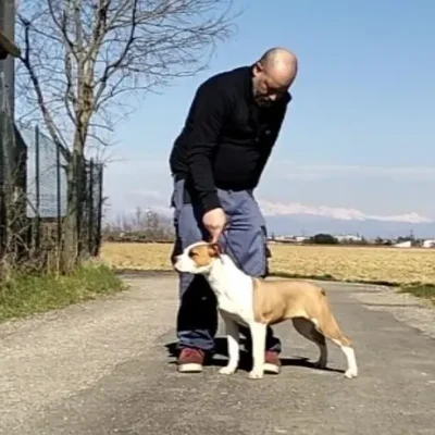 Giovane promessa Femmina Amstaff Fulva elegante bella ed equilibrata