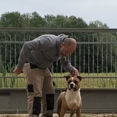 Giovane promessa Maschio Amstaff Fulvo il futuro del nostro allevamento con frontale imponente