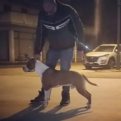 Maschio Amstaff Triskell Ast Fulvo perfettamente in standard gran testa e petto disceso