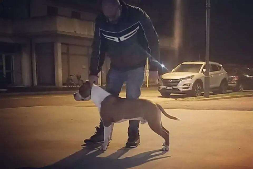 Ciak stallone triskell ast Maschio Amstaff Triskell Ast Fulvo perfettamente in standard gran testa e petto disceso