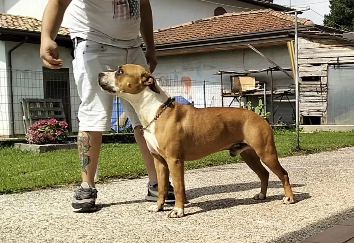 Dali stallone triskell ast Maschio Amstaff Triskell Ast Fulvo con appiombi corretti e bella postura