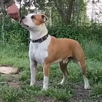 Maschio Amstaff Triskell Ast Bianco e Fulvo con appiombi corretti ed espressione tipica