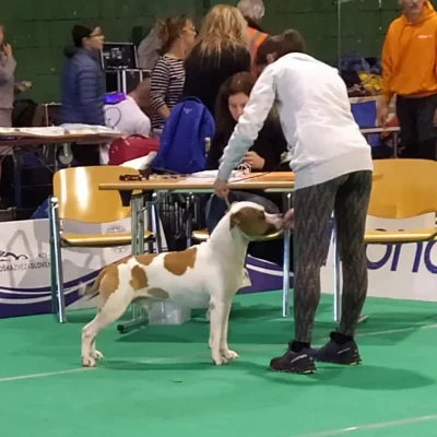 Maschio Amstaff Triskell Ast Bianco pezzato molto elegante nel ring