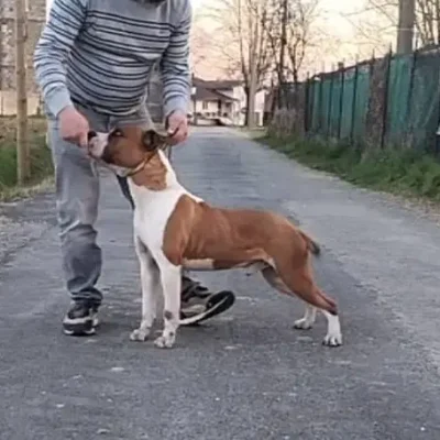 Giovane promessa Maschio Amstaff dalla corretta postura e schiena ben discesa