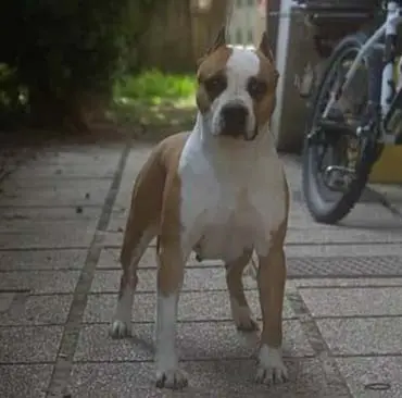 Margot vetarana triskell ast Ritratto di un cane anziano American Staffordshire Terrier, veterano dell’allevamento Triskell Ast.