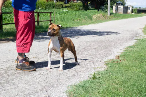 Ragu fattrice triskell ast Femmina Amstaff Triskell Ast Tigrata madre amorevole e frontale importante