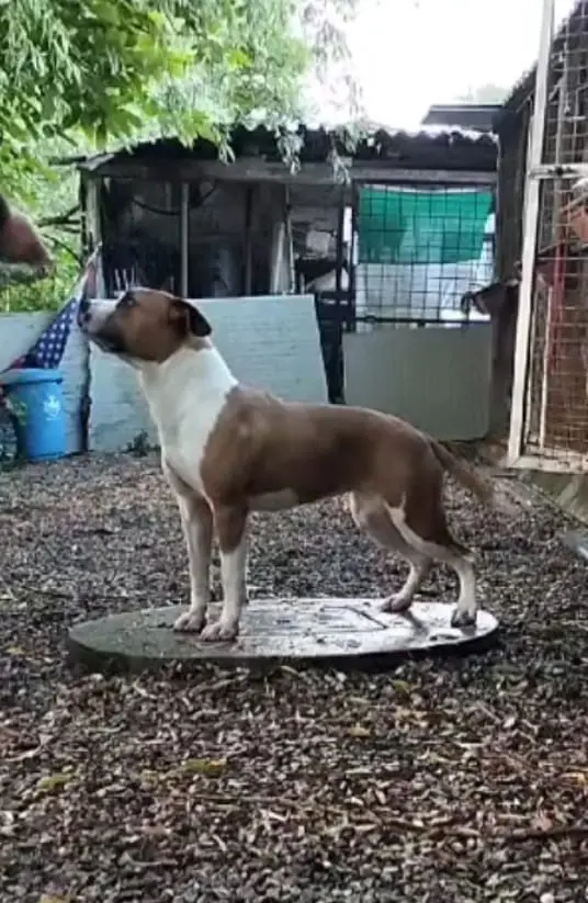 Shooney fattrice triskell ast Femmina Amstaff Triskell Ast Fulva bellissima schiena e carattere equilibrato