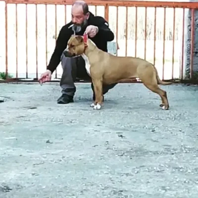 Veterana Femmina Amstaff Triskell Ast Fulva molto elegante dalla dorsale perfetta
