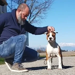 Cucciolo Amstaff Triskell Ast allevamento Etico cuccioli cresciuti con Biosensor Cucciolo Amstaff Triskell Ast allevamento Etico cuccioli cresciuti con Biosensor