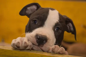 Cucciolo Amstaff con pedigree disponibile Triskell Ast