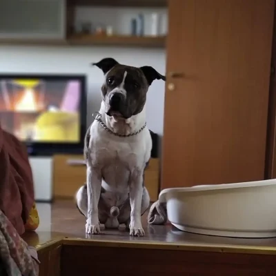 Immagine commemorativa di un cane Amstaff scomparso, custode della nostra storia.